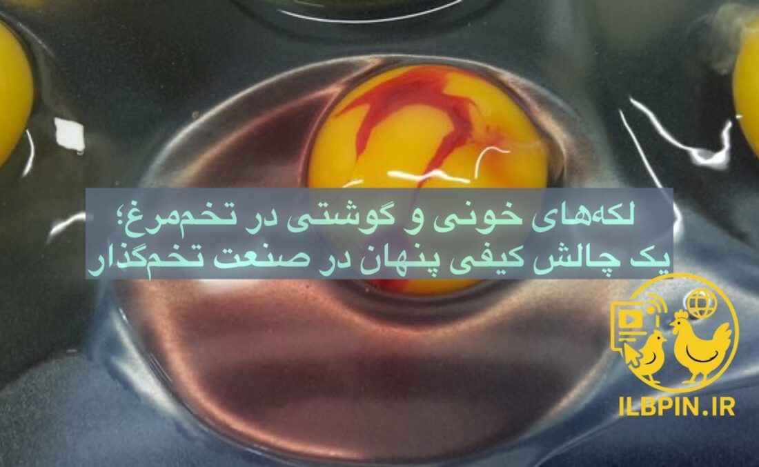 لکههای خونی و گوشتی در تخممرغ