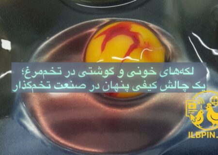 لکه‌های خونی و گوشتی در تخم‌مرغ
