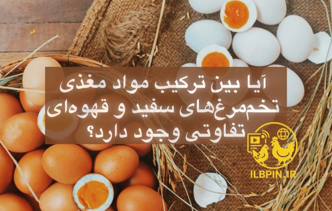 آیا بین ترکیب مواد مغذی تخم‌مرغ‌های سفید و قهوه‌ای تفاوتی وجود دارد؟