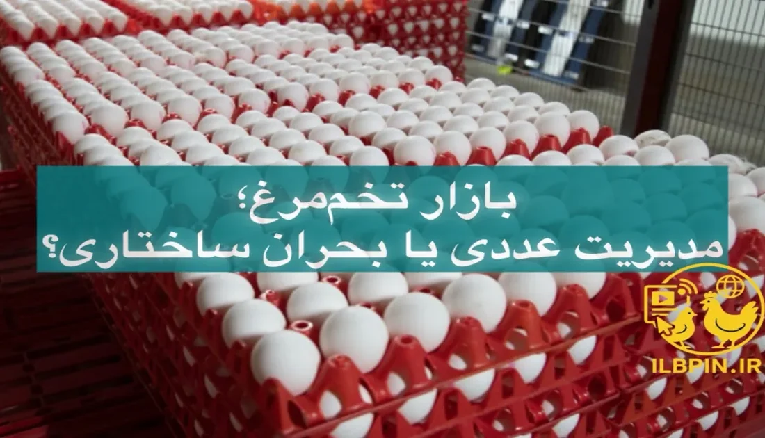 نوسان مزمن بازار تخممرغ؛ مسئلهای فراتر از مازاد و کمبود