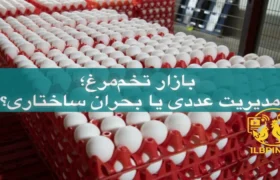 نوسان مزمن بازار تخم‌مرغ؛ مسئله‌ای فراتر از مازاد و کمبود