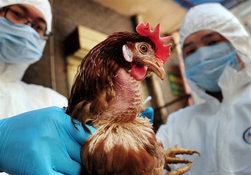 آنفلوآنزای پرندگان؛ از ویروسهای خطرناک تا تهدیدات احتمالی برای سلامت انسان