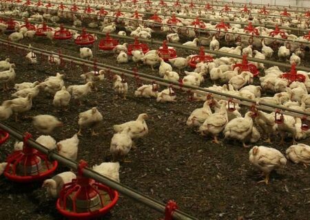 وقتی ویروس به مرغ‌داری می‌رسد تخم مرغ کم می‌شود.