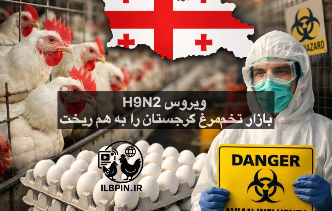 آنفلوآنزای پرندگان ممکن است گرجستان را بدون تخممرغ بگذارد