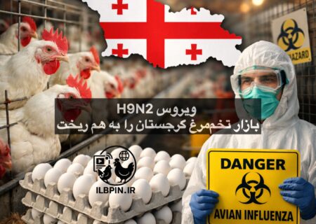 آنفلوآنزای پرندگان ممکن است گرجستان را بدون تخم‌مرغ بگذارد