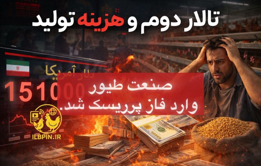 حذف ارز ۲۸۵۰۰؛ چه چیزی واقعاً در اقتصاد تولید طیور تغییر میکند؟