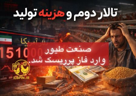حذف ارز ۲۸۵۰۰؛ چه چیزی واقعاً در اقتصاد تولید طیور تغییر می‌کند؟