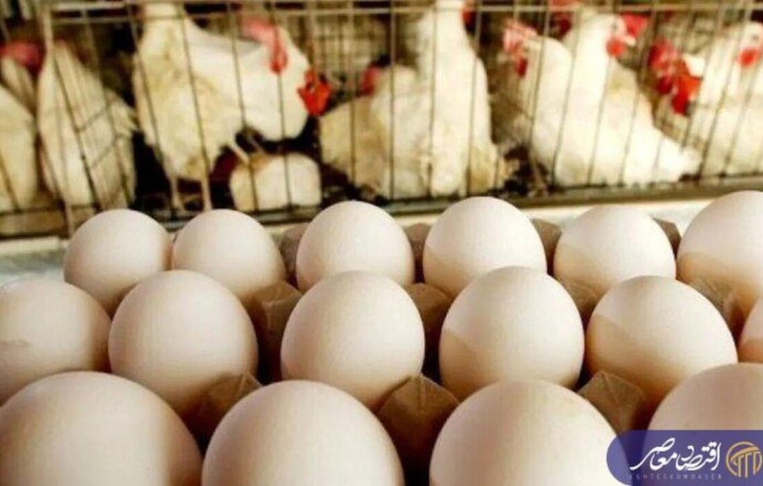 تخم‌مرغ ارزان‌تر شد؟ اعلام قیمت جدید در خرده‌فروشی‌