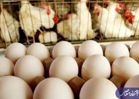 تخم‌مرغ ارزان‌تر شد؟ اعلام قیمت جدید در خرده‌فروشی‌
