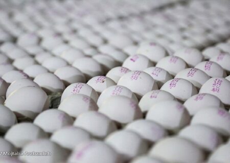 تولید ماهانه تخم مرغ به ۱۱۵ هزارتن رسید.