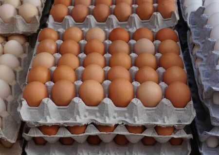 کاهش قیمت تخم مرغ در بازار 