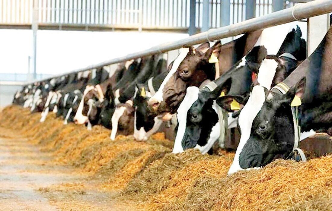 اهتمام دولت برای حمایت از تولیدکنندگان دام و طیور