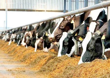 اهتمام دولت برای حمایت از تولیدکنندگان دام و طیور