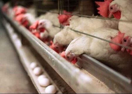 قیمت هر کیلو تخم‌مرغ از مرز ۱۱۵ هزار تومان گذشت