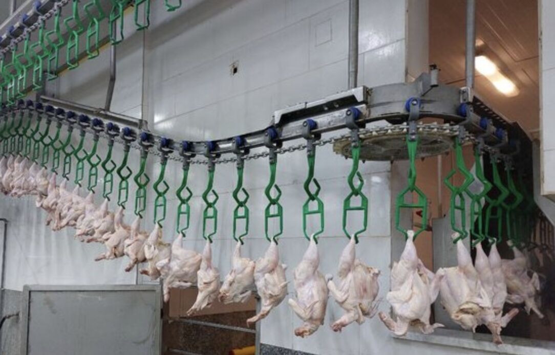 مرغ و تخم‌مرغ ماه رمضان و شب عید را از هر جا می‌خواهید تأمین کنید