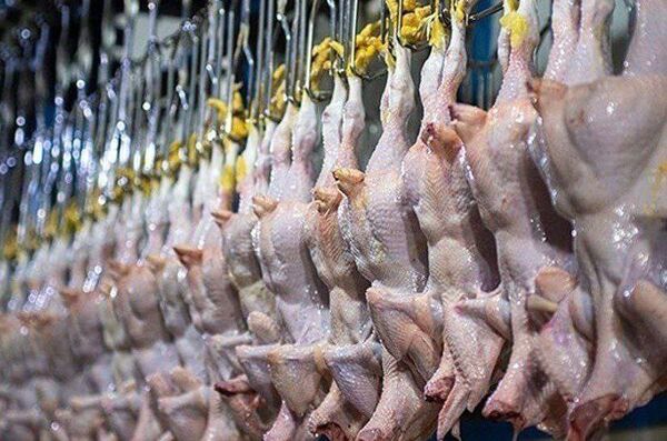 کشتار طیور در کشور ۷ درصد افزایش یافت.