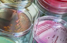 ساخت آنتی بیوتیک طبیعی طیور توسط پژوهشگران تربیت مدرس