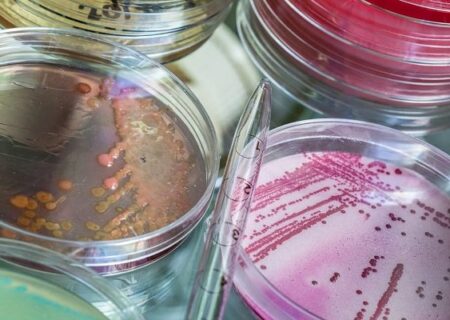 ساخت آنتی بیوتیک طبیعی طیور توسط پژوهشگران تربیت مدرس