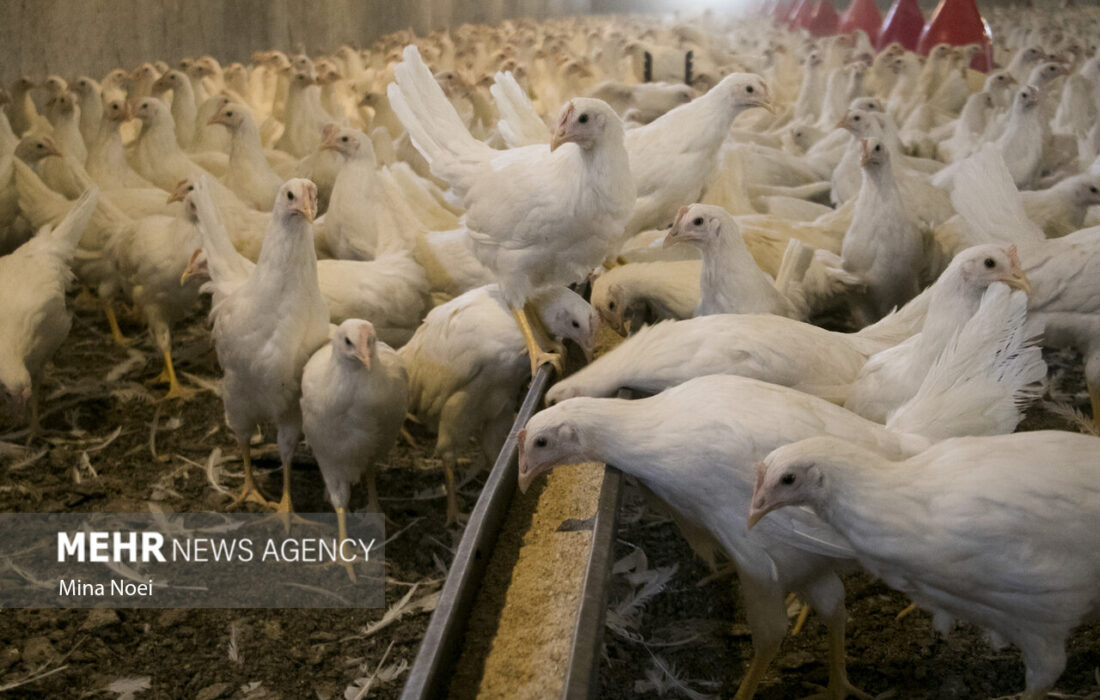 تیر رانتخواران برای ایجاد اختلال در بازار مرغ به سنگ خورد!