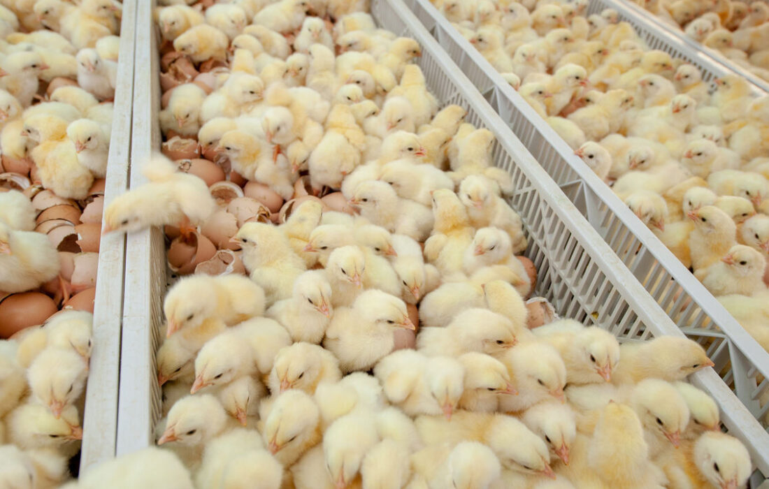 مکمل امگا ۳ راه‌حلی برای کاهش استرس در پرورش متراکم جوجه‌های گوشتی