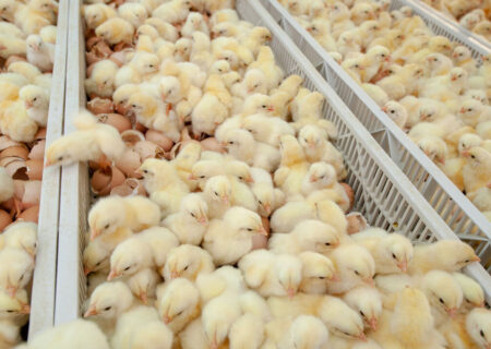 مکمل امگا ۳ راه‌حلی برای کاهش استرس در پرورش متراکم جوجه‌های گوشتی