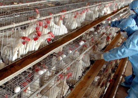 دامپزشکی نسبت به شیوع بیماری آنفلوانزا پرندگان در مازندران هشدار داد