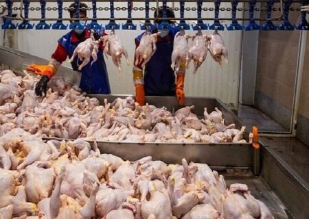اصغری: تولید گوشت مرغ در آذربایجان غربی به ۳۳۰ تن در روز رسید