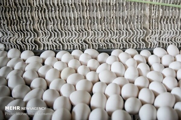 تخم‌مرغ در خراسان رضوی بیش از نیاز استان در حال تأمین است.