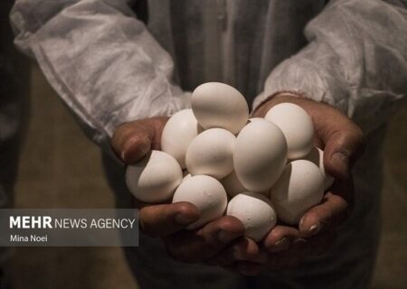 قیمت هر کیلوگرم تخم‌مرغ درب مرغداری به ۱۳۵ هزار تومان رسید