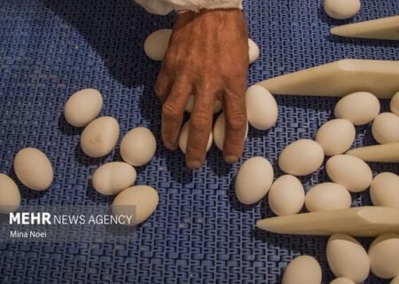 نوسان قیمتی بازار تخم‌مرغ روزانه شد