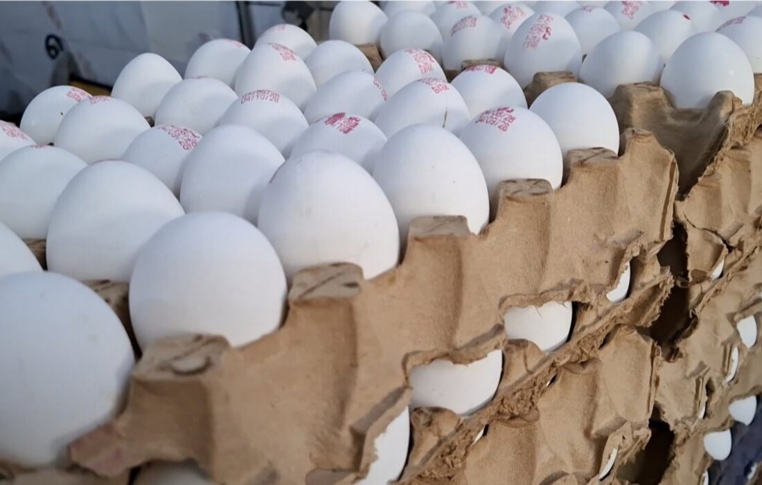 افزایش تولید تخممرغ در قزوین؛ رشد ۱۳ درصدی نسبت به سال گذشته
