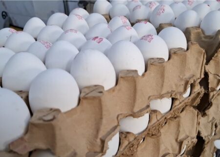 افزایش تولید تخم‌مرغ در قزوین؛ رشد ۱۳ درصدی نسبت به سال گذشته