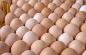 جریمه ۴۶ میلیارد ریالی قاچاقچیان تخم مرغ در هرمزگان