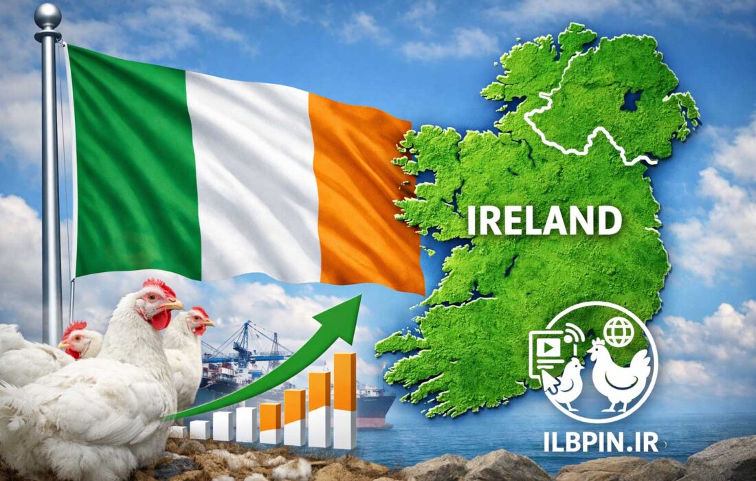 رشد ۱۸ درصدی صادرات صنعت طیور ایرلند در سال ۲۰۲۵