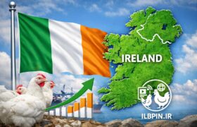 رشد ۱۸ درصدی صادرات صنعت طیور ایرلند در سال ۲۰۲۵