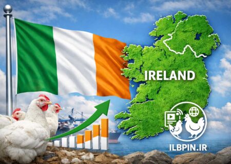رشد ۱۸ درصدی صادرات صنعت طیور ایرلند در سال ۲۰۲۵