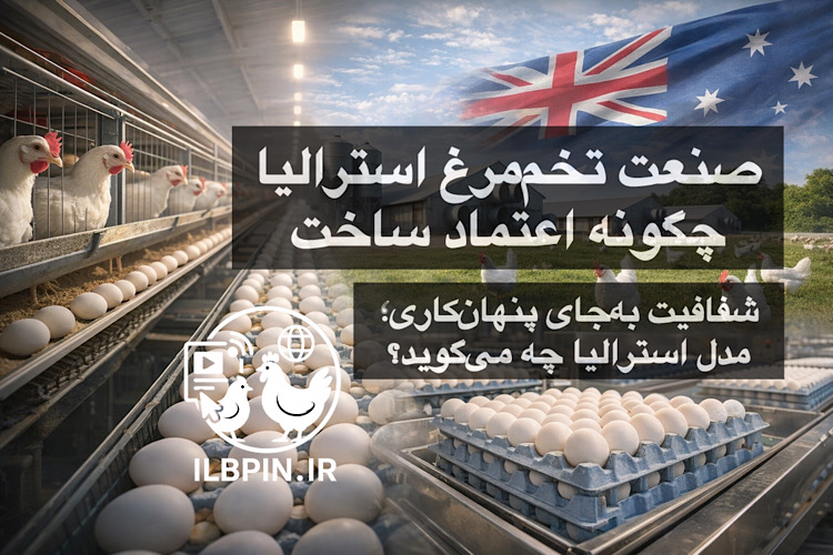 پذیرش ارزیابی مستقل؛ گام صنعت تخممرغ استرالیا بهسوی شفافیت و پایداری