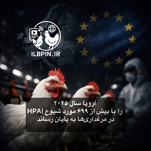 اروپا سال ۲۰۲۵ را با بیش از ۶۹۹ مورد شیوع HPAI در مرغداریها به پایان رساند