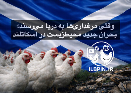 وقتی مرغداری‌ها به دریا می‌رسند؛ بحران جدید محیط‌زیست در اسکاتلند