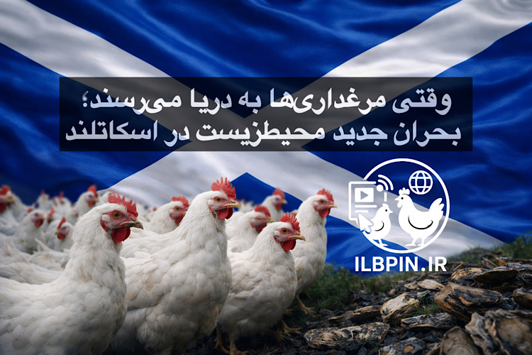 وقتی مرغداریها به دریا میرسند؛ بحران جدید محیطزیست در اسکاتلند