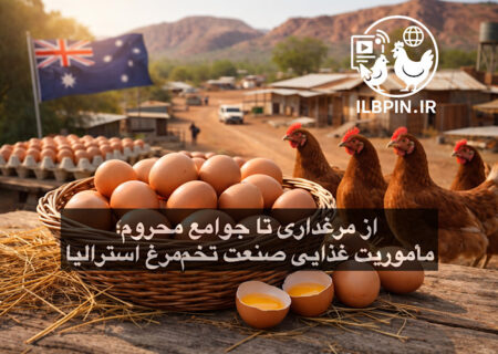 توزیع تخم‌مرغ در مناطق محروم استرالیا با همکاری Australian Eggs و Foodbank