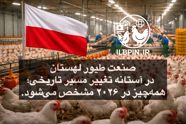 صنعت طیور لهستان در آستانه تحولات ساختاری؛ رقابت جهانی و اصلاحات تجاری محور تمرکز ۲۰۲۶