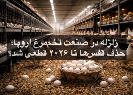 زلزله در صنعت تخم‌مرغ اروپا؛ حذف قفس‌ها تا ۲۰۲۶ قطعی شد؟