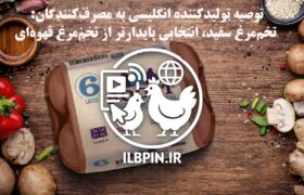 توصیه تولیدکننده انگلیسی به مصرف‌کنندگان: تخم‌مرغ سفید، انتخابی پایدارتر از تخم‌مرغ قهوه‌ای
