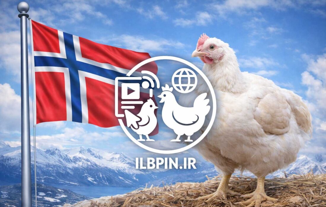 صنعت طیور نروژ نژادهای برویلر سریع‌الرشد را کنار می‌گذارد