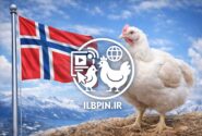 صنعت طیور نروژ نژادهای برویلر سریع‌الرشد را کنار می‌گذارد