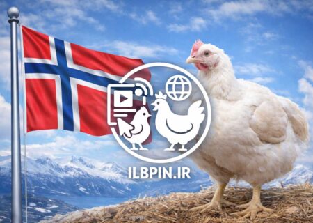 صنعت طیور نروژ نژادهای برویلر سریع‌الرشد را کنار می‌گذارد