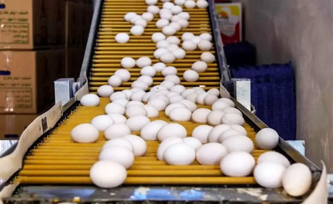 قیمت تخم مرغ در آستانه نیم میلیون تومانی / صبحانه هم لاکچری شد