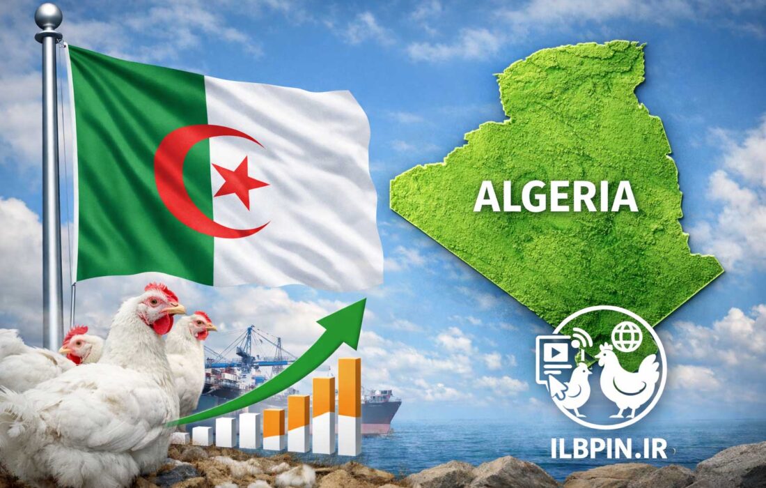 بررسی جایگاه صنعت طیور الجزایر در قاره آفریقا